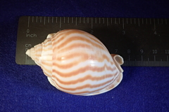 Phalium flammiferum