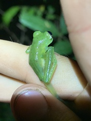 Nymphargus