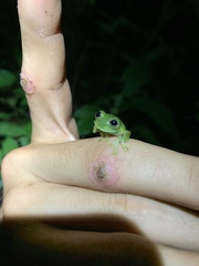 Nymphargus