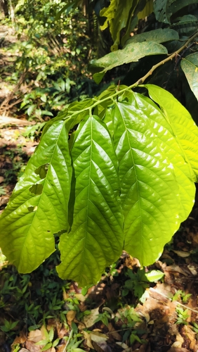Copoasu (Theobroma grandiflorum)