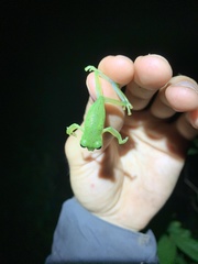 Nymphargus
