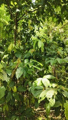 Theobroma grandiflorum, photograph (c) Srinivasan Kasinathan, some rights reserved (CC BY)