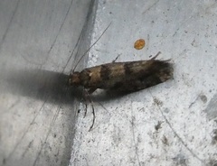 Parochmastis hilderi