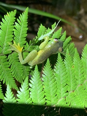 Hyloscirtus phyllognathus