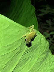 Hyloscirtus phyllognathus