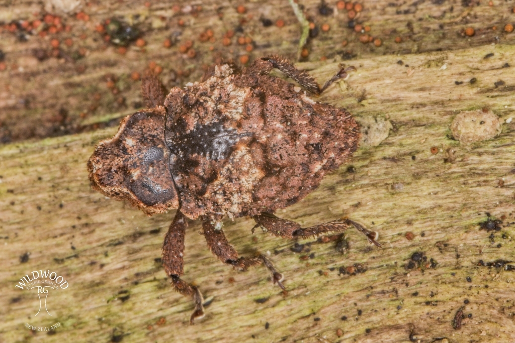 Clypeolus lachrymosus