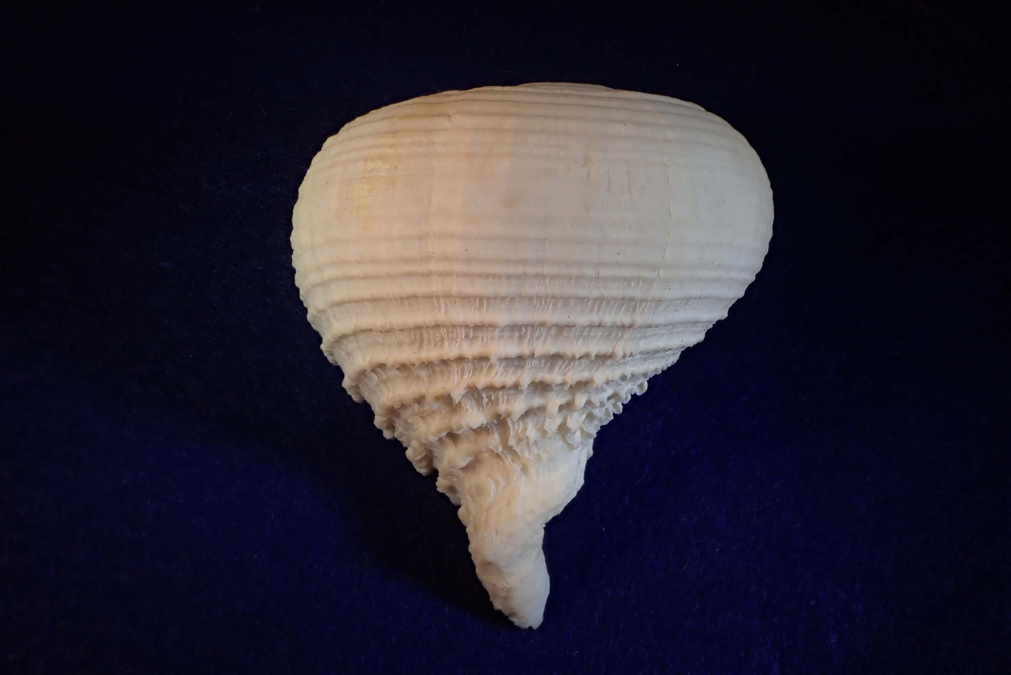 Ripa Rapa Rapa rapa (Linnaeus, 1758)