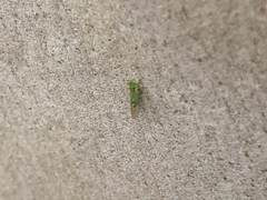 Eucalyptolyma maideni