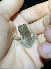 Osteocephalus fuscifacies