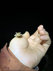 Osteocephalus fuscifacies