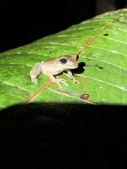 Osteocephalus fuscifacies