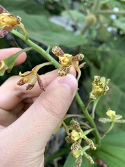 Prosthechea crassilabia