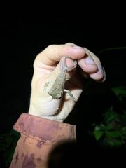 Osteocephalus fuscifacies