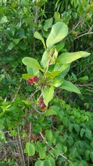 Ochnaceae