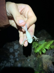 Osteocephalus fuscifacies