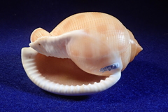 Semicassis bisulcata