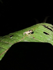 Osteocephalus fuscifacies