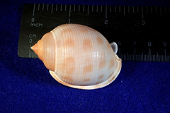 Semicassis bisulcata