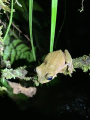 Osteocephalus mutabor