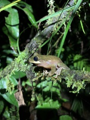 Osteocephalus mutabor