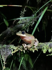 Osteocephalus mutabor