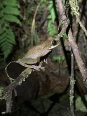 Osteocephalus mutabor