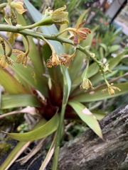 Prosthechea crassilabia