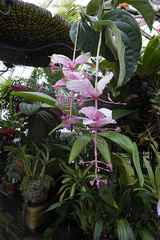 Medinilla magnifica