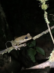 Osteocephalus mutabor