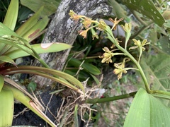 Prosthechea crassilabia