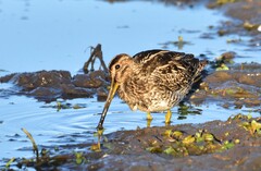 South American Snipe photo 5