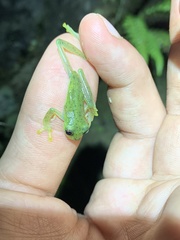 Chimerella mariaelenae