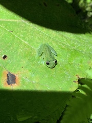 Chimerella mariaelenae