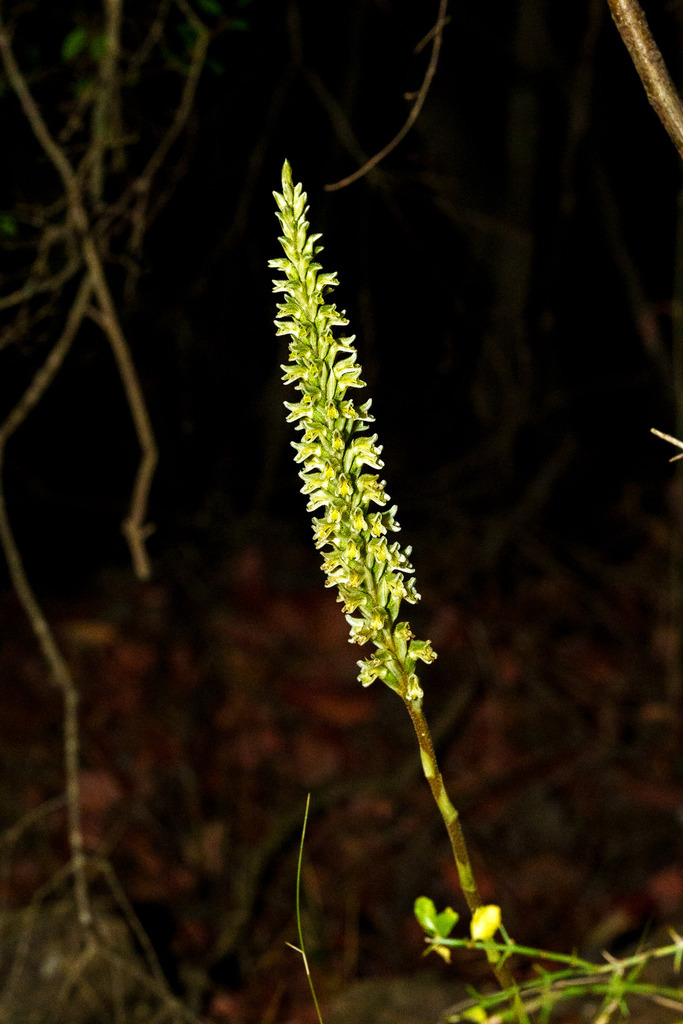 Brachystele unilateralis