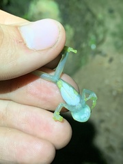 Chimerella mariaelenae