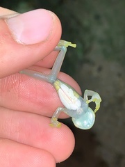 Chimerella mariaelenae