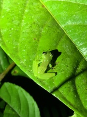 Rulyrana flavopunctata