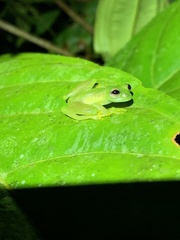 Rulyrana flavopunctata