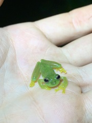 Rulyrana flavopunctata