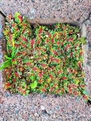 Euphorbia densiflora