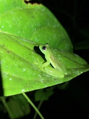 Rulyrana flavopunctata