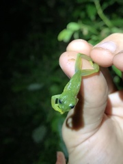 Rulyrana flavopunctata