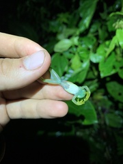 Rulyrana flavopunctata