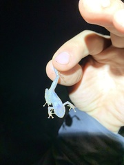 Pristimantis prolatus