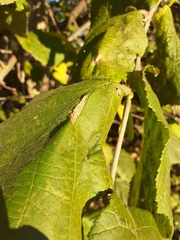 Phyllonorycter nicellii