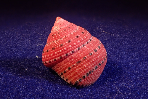 Strawberry Top Shell