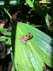Pristimantis prolatus