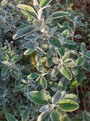 Brachyglottis × jubar