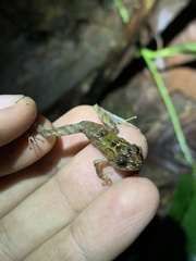 Pristimantis prolatus