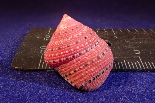 Strawberry Top Shell